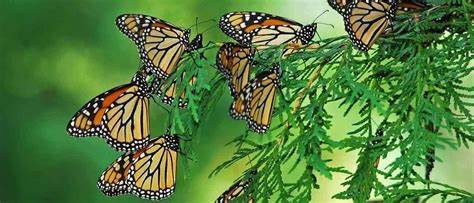 IB生物考試題型分布及應(yīng)對(duì)技巧分享