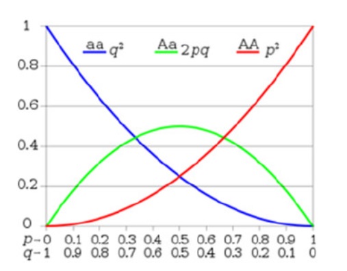 ib生物在線輔導(dǎo)，帶你了解基因頻率的計算