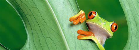 IB生物好拿分嗎，如何評估？